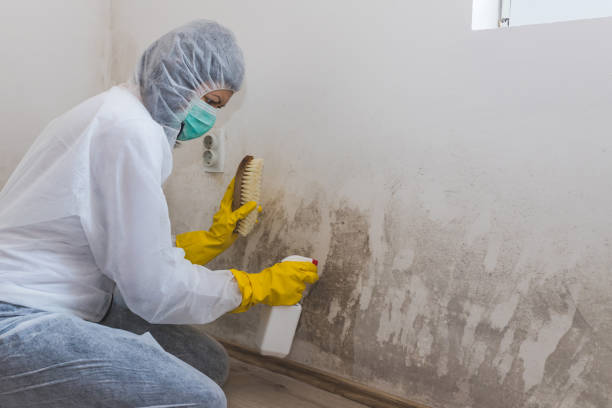 Office Mold Removal Services in Palmhurst, TX