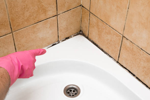 Best Emergency Mold Removal  in Palmhurst, TX